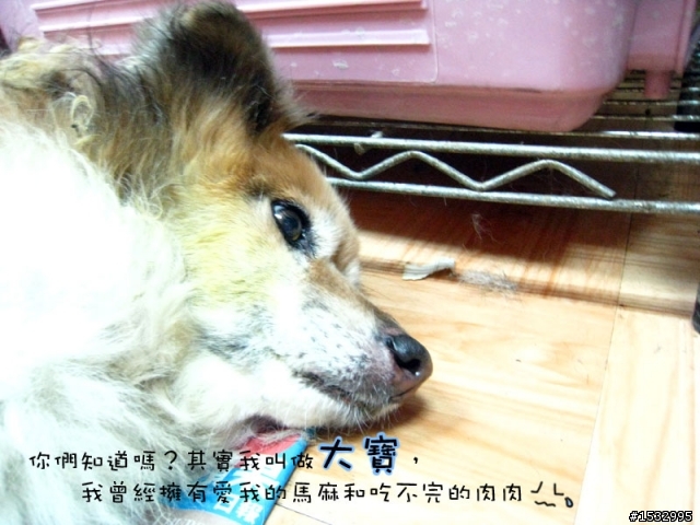 媽,過年我去新竹玩,撿到一隻車禍狗怎麼辦?(大寶站起來了)