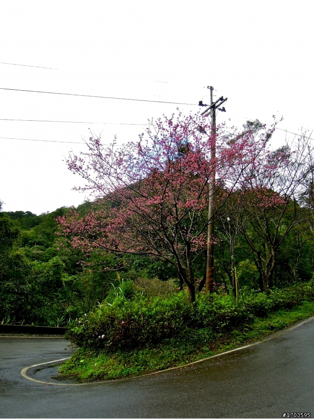 北42+北47櫻花旅