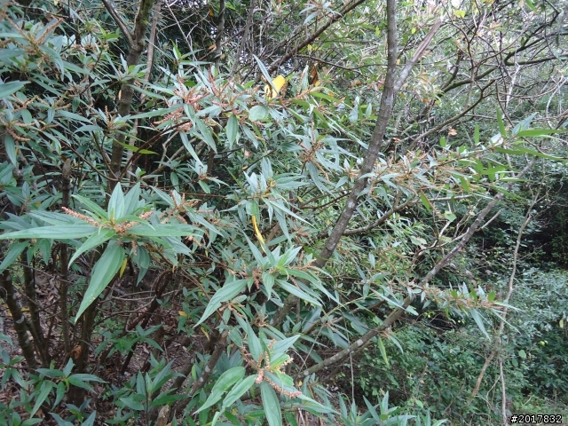 2012-2-26大漢林道浸水營古道之旅