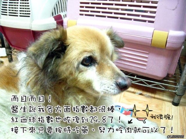 媽,過年我去新竹玩,撿到一隻車禍狗怎麼辦?(大寶站起來了)