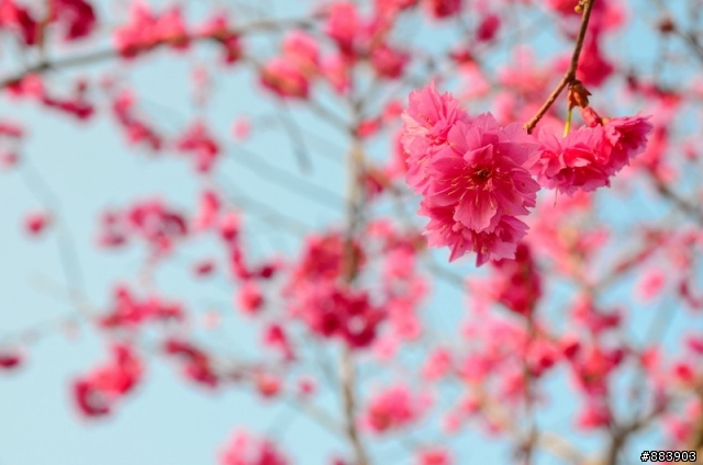 『Nikon D5100』古坑-湖光山舍賞花趣