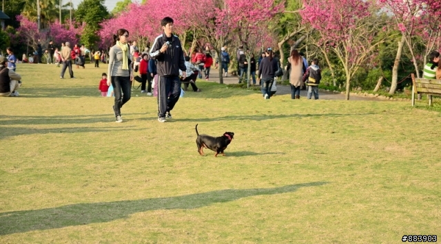 『Nikon D5100』古坑-湖光山舍賞花趣