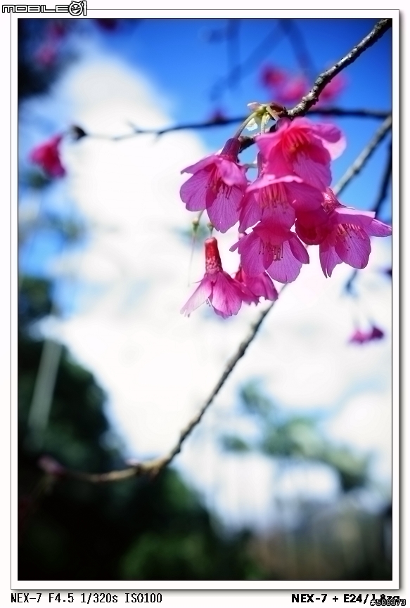 終於到齊了~~~我的NEX-7家族~~~(~~~增加NEX-7 + E24/1.8za 之自我感覺良好生活輕鬆拍~~~)