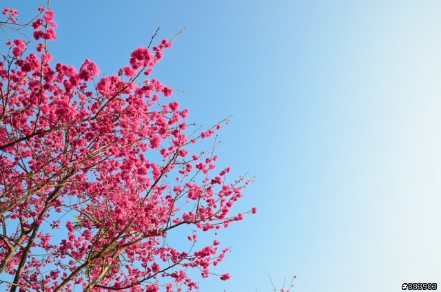 『Nikon D5100』古坑-湖光山舍賞花趣