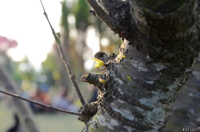『Nikon D5100』古坑-湖光山舍賞花趣