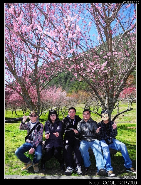 【0211-0212 綿羊團】殘念太平山 + 武陵農場之櫻花爆炸了