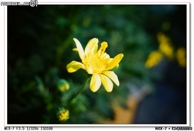 終於到齊了~~~我的NEX-7家族~~~(~~~增加NEX-7 + E24/1.8za 之自我感覺良好生活輕鬆拍~~~)