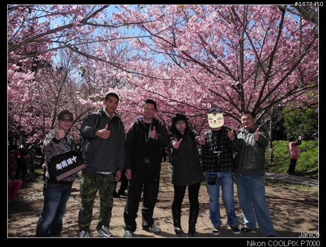 【0211-0212 綿羊團】殘念太平山 + 武陵農場之櫻花爆炸了