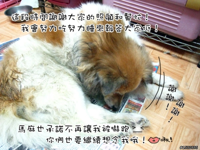 媽,過年我去新竹玩,撿到一隻車禍狗怎麼辦?(大寶站起來了)