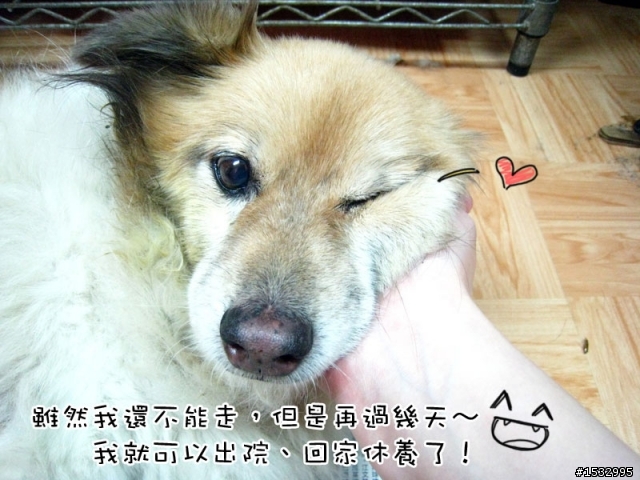 媽,過年我去新竹玩,撿到一隻車禍狗怎麼辦?(大寶站起來了)