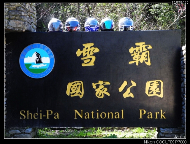【0211-0212 綿羊團】殘念太平山 + 武陵農場之櫻花爆炸了