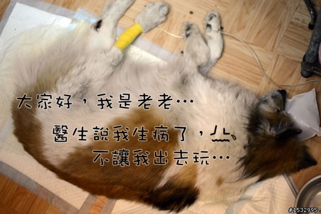 媽,過年我去新竹玩,撿到一隻車禍狗怎麼辦?(大寶站起來了)