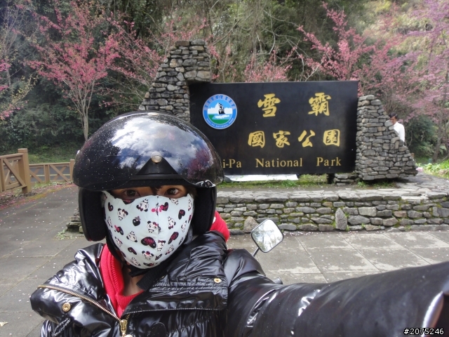 金牌妹帶你賞櫻花之大坑之惠蓀之武陵農場美到暴!!!