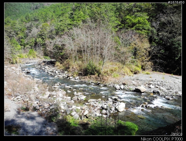 【0211-0212 綿羊團】殘念太平山 + 武陵農場之櫻花爆炸了