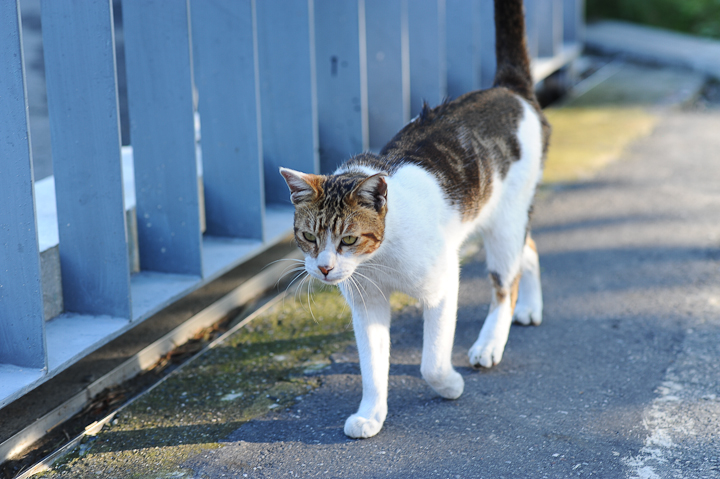 輕巧畫質兼顧 Nikon AF-S Nikkor 85mm f/1.8G