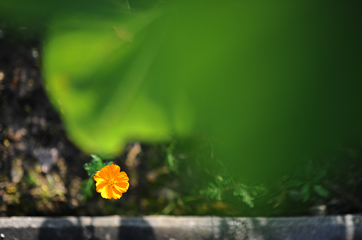 輕巧畫質兼顧 Nikon AF-S Nikkor 85mm f/1.8G