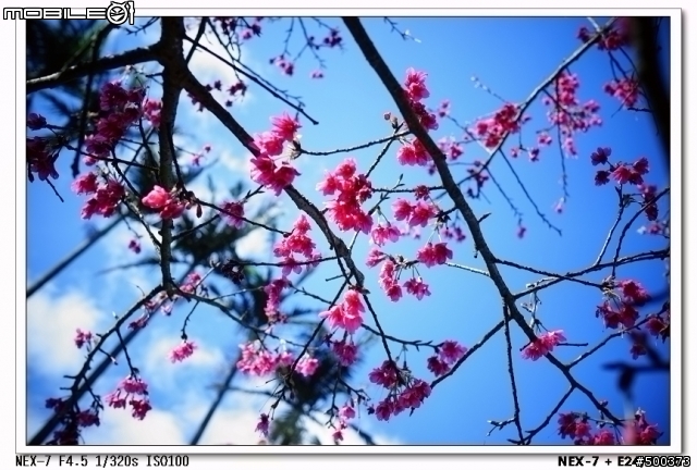 終於到齊了~~~我的NEX-7家族~~~(~~~增加NEX-7 + E24/1.8za 之自我感覺良好生活輕鬆拍~~~)