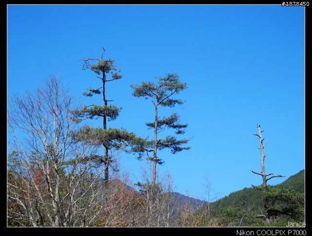 【0211-0212 綿羊團】殘念太平山 + 武陵農場之櫻花爆炸了