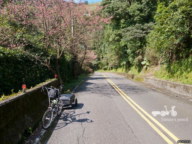 【一個人的旅行】單車賞春櫻【平溪、雙溪、不厭亭、金瓜石、九份、侯硐】