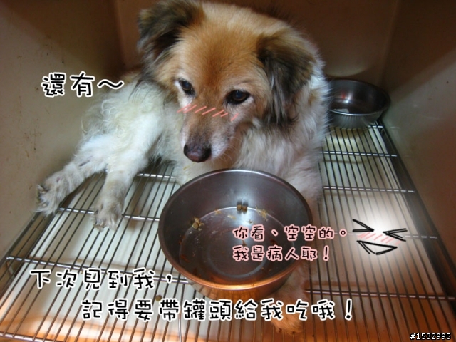 媽,過年我去新竹玩,撿到一隻車禍狗怎麼辦?(大寶站起來了)