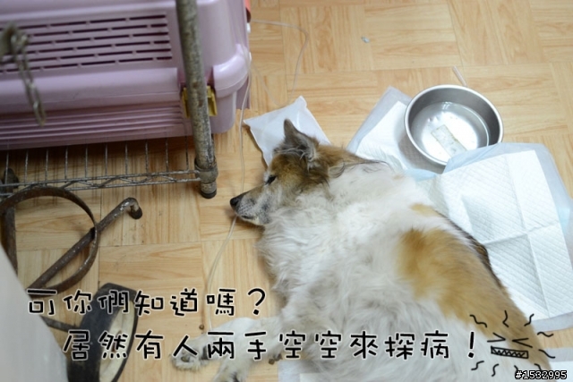 媽,過年我去新竹玩,撿到一隻車禍狗怎麼辦?(大寶站起來了)