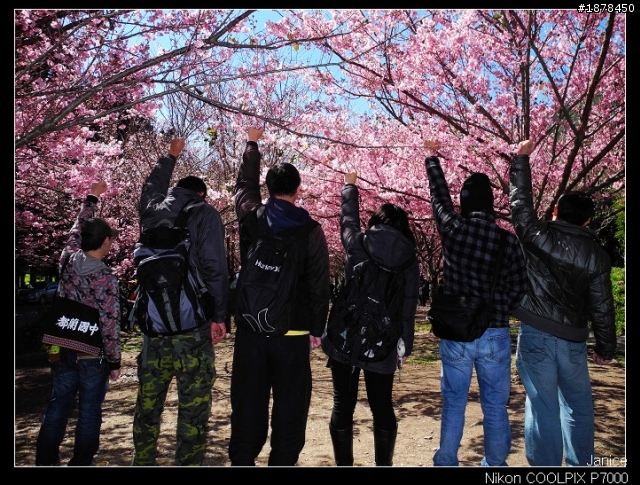 【0211-0212 綿羊團】殘念太平山 + 武陵農場之櫻花爆炸了