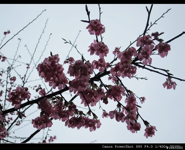 「分享」2/18、19北橫小小櫻花之旅-兩天一夜(圖 多 慎 入)修改完畢>