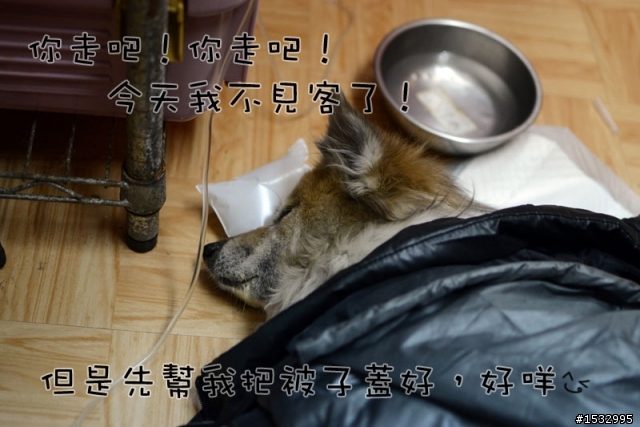 媽,過年我去新竹玩,撿到一隻車禍狗怎麼辦?(大寶站起來了)