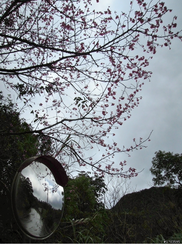 北42+北47櫻花旅