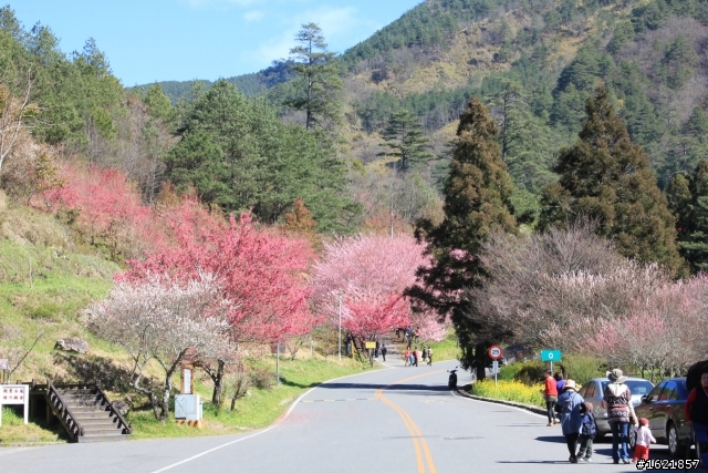 2012, 2月12-14 武陵農場櫻花花況