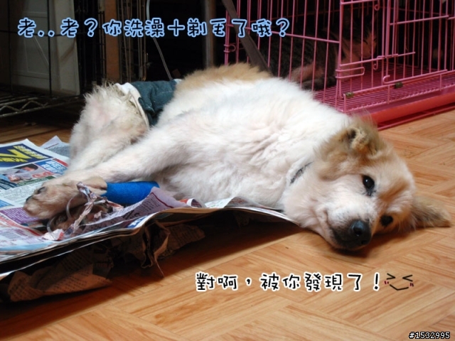 媽,過年我去新竹玩,撿到一隻車禍狗怎麼辦?(大寶站起來了)