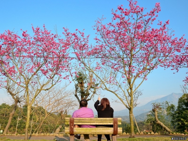 『Nikon D5100』古坑-湖光山舍賞花趣