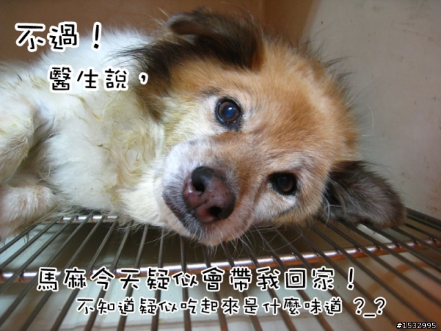媽,過年我去新竹玩,撿到一隻車禍狗怎麼辦?(大寶站起來了)