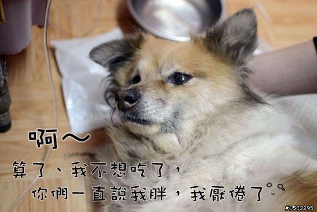 媽,過年我去新竹玩,撿到一隻車禍狗怎麼辦?(大寶站起來了)