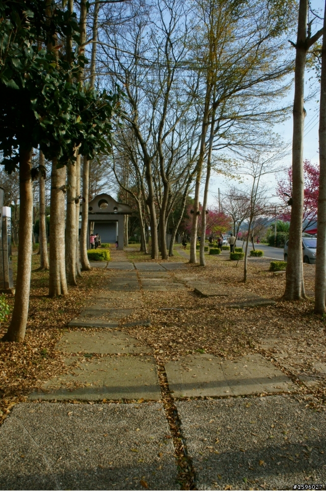 家鄉 新社的櫻花 看著櫻花長大又綻放 相當感動
