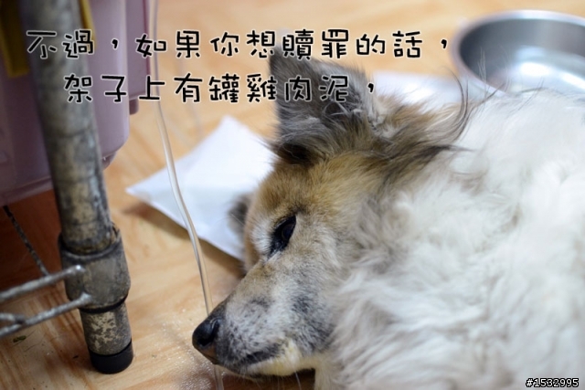 媽,過年我去新竹玩,撿到一隻車禍狗怎麼辦?(大寶站起來了)