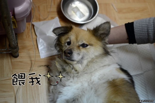 媽,過年我去新竹玩,撿到一隻車禍狗怎麼辦?(大寶站起來了)