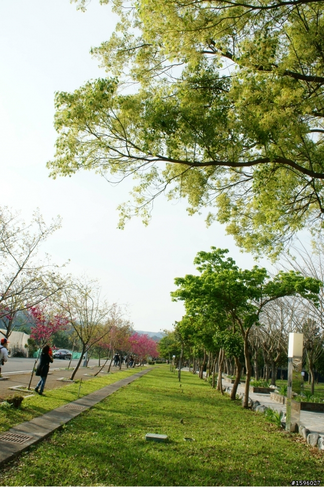 家鄉 新社的櫻花 看著櫻花長大又綻放 相當感動