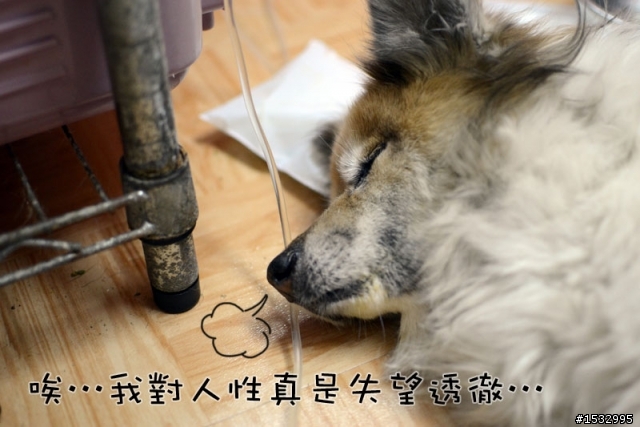 媽,過年我去新竹玩,撿到一隻車禍狗怎麼辦?(大寶站起來了)