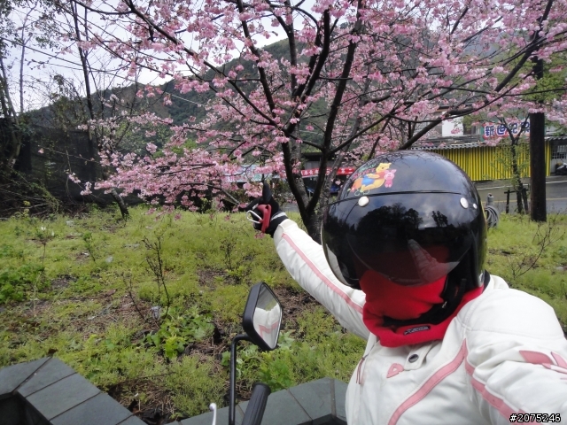 金牌妹帶你賞櫻花之大坑之惠蓀之武陵農場美到暴!!!