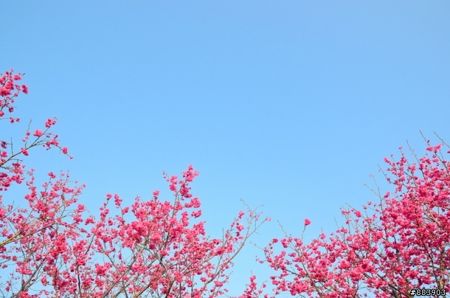 『Nikon D5100』古坑-湖光山舍賞花趣
