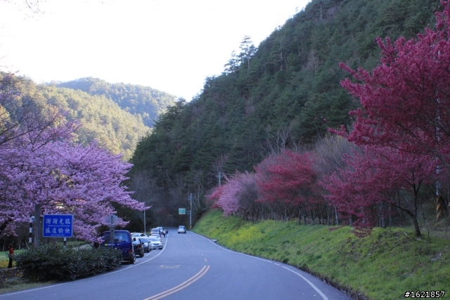 2012, 2月12-14 武陵農場櫻花花況