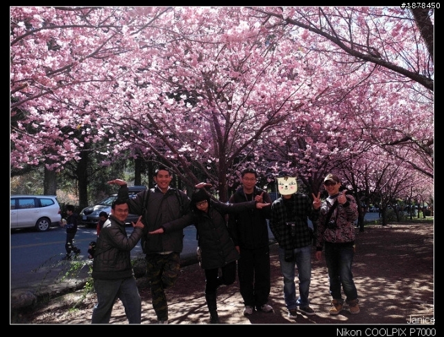 【0211-0212 綿羊團】殘念太平山 + 武陵農場之櫻花爆炸了