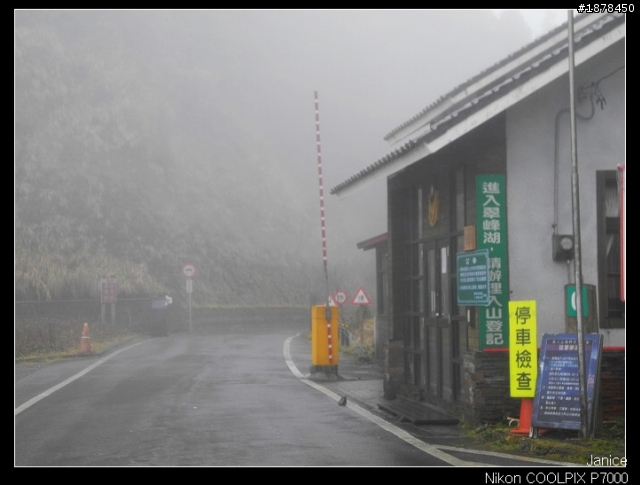【0211-0212 綿羊團】殘念太平山 + 武陵農場之櫻花爆炸了