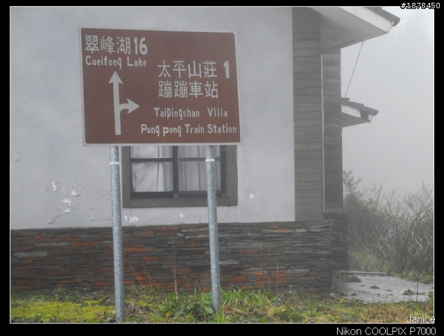【0211-0212 綿羊團】殘念太平山 + 武陵農場之櫻花爆炸了