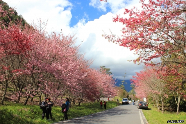 2012, 2月12-14 武陵農場櫻花花況