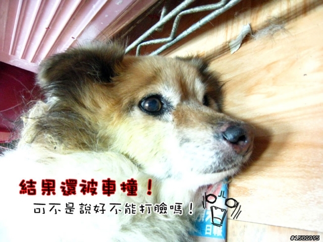 媽,過年我去新竹玩,撿到一隻車禍狗怎麼辦?(大寶站起來了)