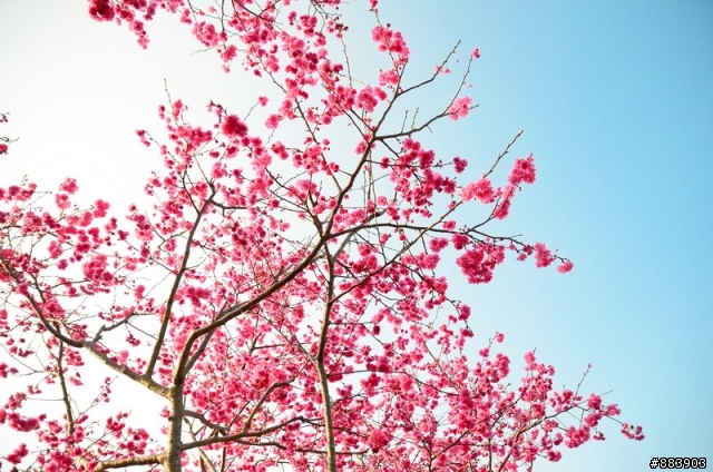 『Nikon D5100』古坑-湖光山舍賞花趣