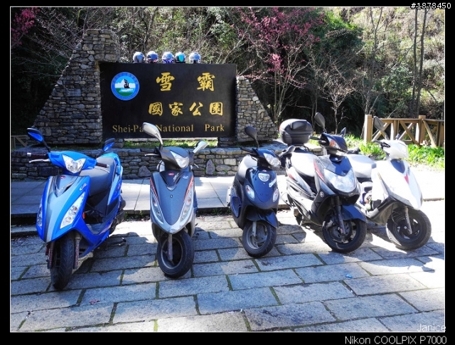 【0211-0212 綿羊團】殘念太平山 + 武陵農場之櫻花爆炸了
