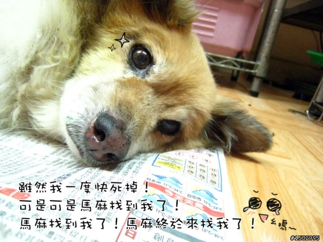 媽,過年我去新竹玩,撿到一隻車禍狗怎麼辦?(大寶站起來了)